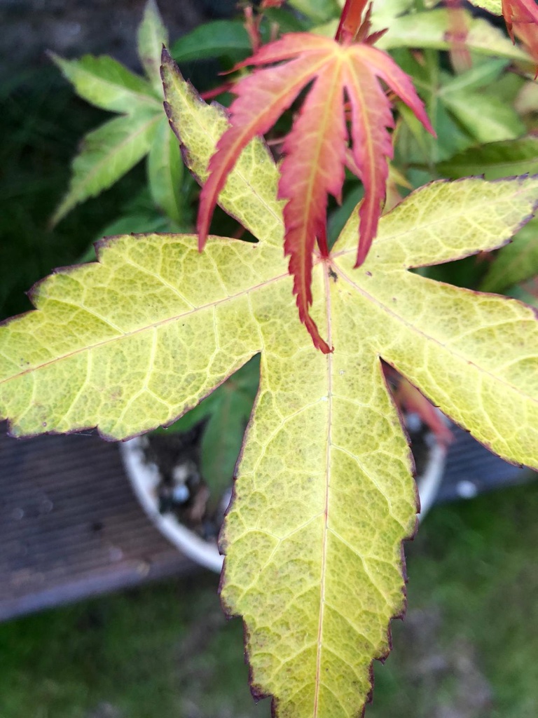 A26A01D2-D679-440C-9B72-A27DAF7BF08C.jpeg