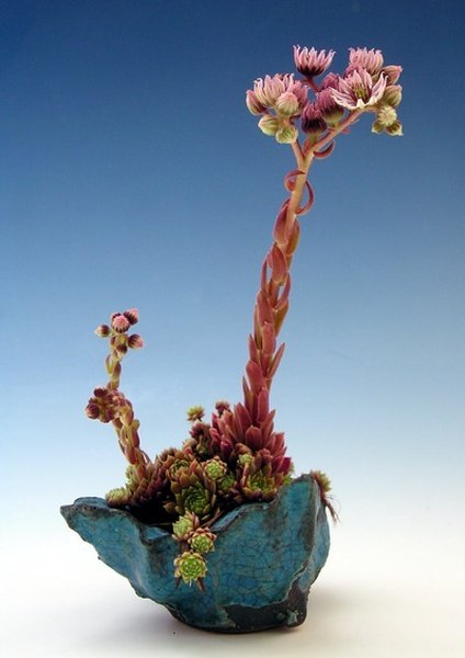 new_wolfgang_putz-_sempervivum.jpg