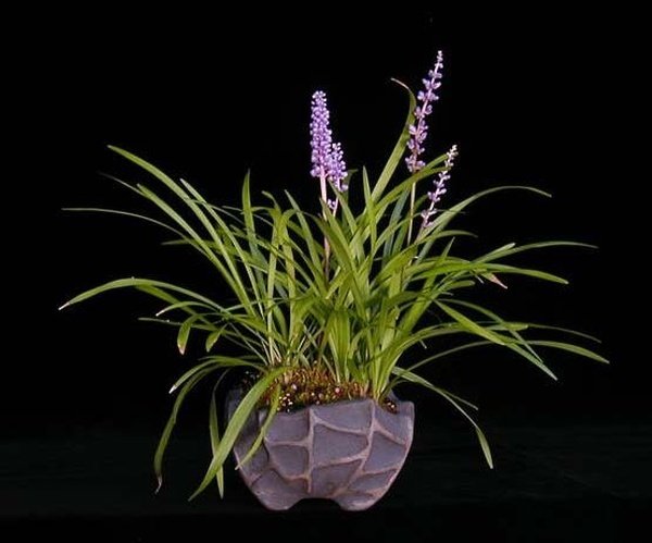 new_wolfgangputz-_liriope-muscari.jpg