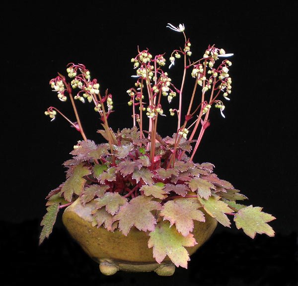 1016200601saxifraga_199_956.jpg