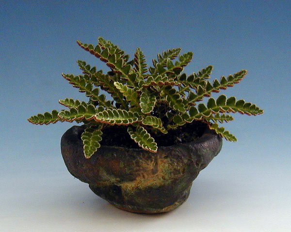 ceterach-officinararum_wp.jpg