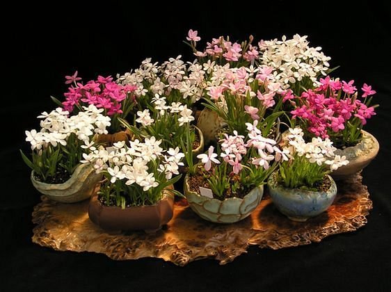 neue_bilder_260_rhodohypoxis.jpg