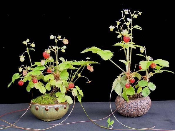 neue_bilder_399_erdbeeren.jpg