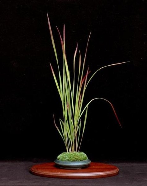 new_carl_berstrom-_imperata_cylindrica.jpg
