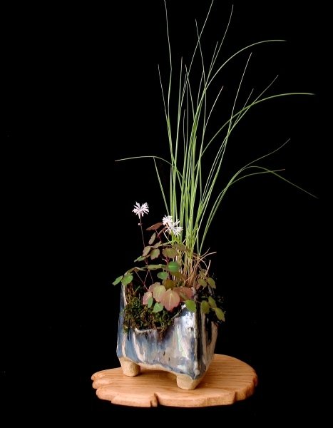 new_thalictrum_omeiense_christiane.jpg