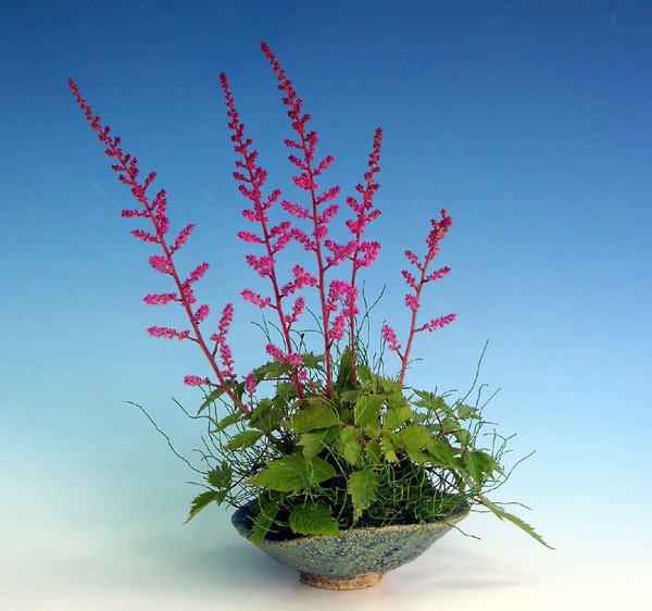 0816200602astilbe.jpg