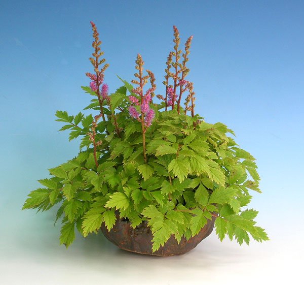 0816200605astilbe-chin.-pum.jpg