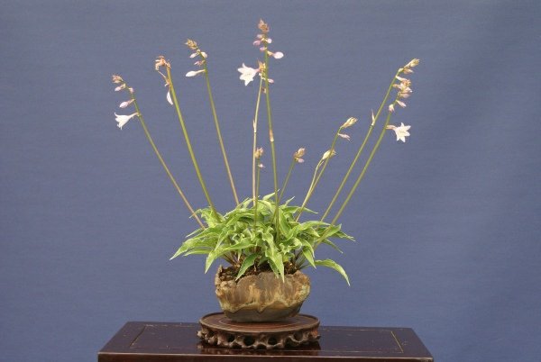 hosta_tomm_7.jpg