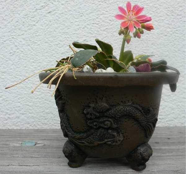 lewisia_cotyledon_herbi_1.jpg