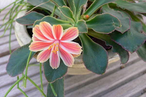 lewisia_cotyledon_herbi_2.jpg