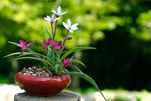 rhodo_japanspirits_2.jpg