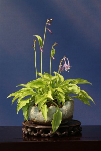 hosta_tomm_4.jpg