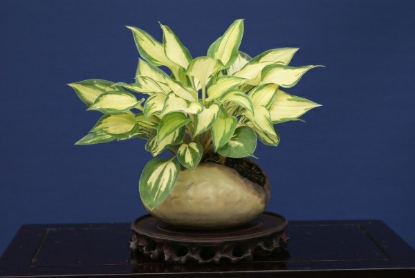 hosta_tomm_5.jpg