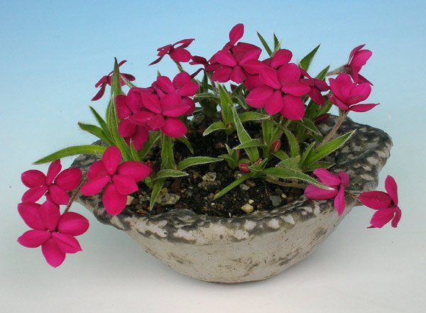 0530200603rhodohyp.douglas.jpg