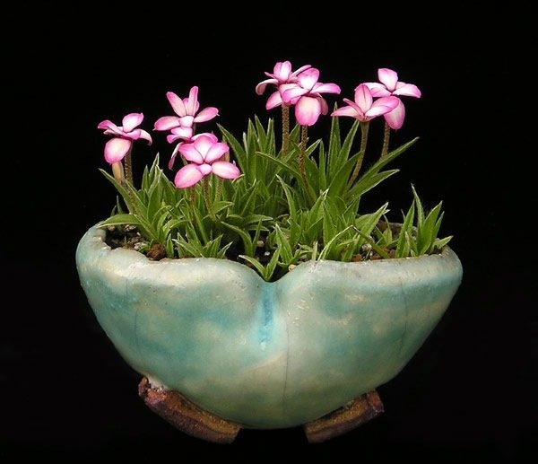 new_wolfgang_putz-_rhodohypoxis_harlequin.jpg