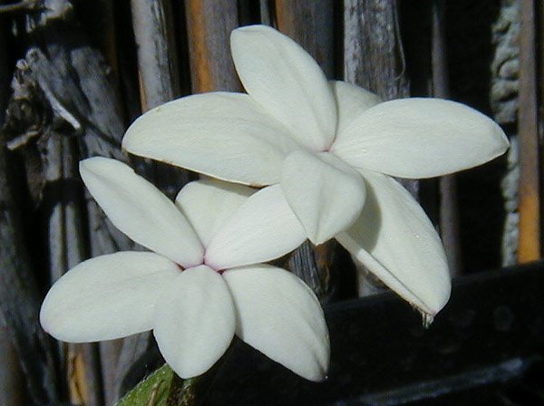 p6140005-rhodohypoxis.jpg