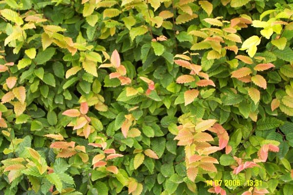 blatt3_198.jpg