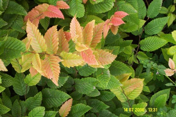 blatt4.jpg