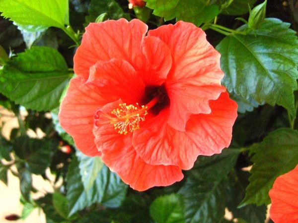 bl_te_hibiskushybride.jpg
