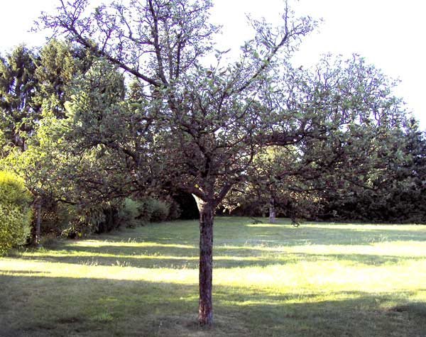 malus-gartenbaum.jpg