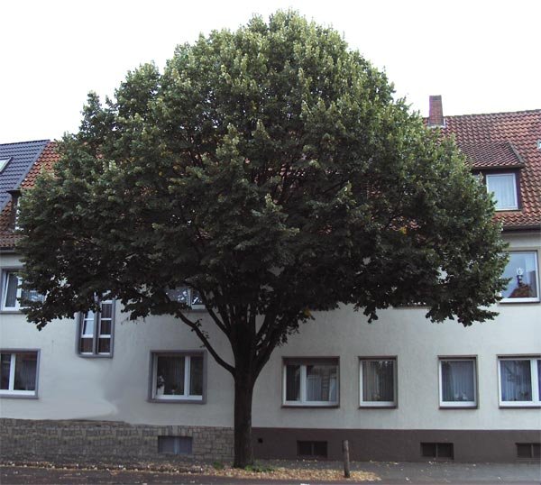 linde-als-stra_enbaum.jpg