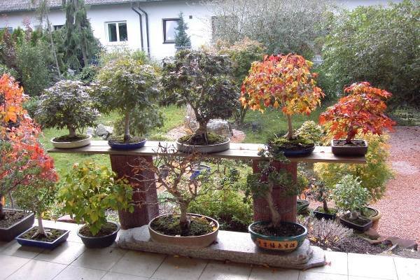 garten_siggikuhn.jpg