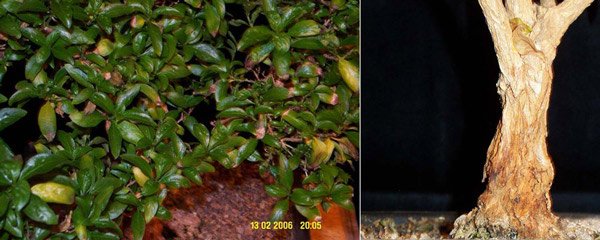 blatt-serissa1opff-kopieopf.jpg