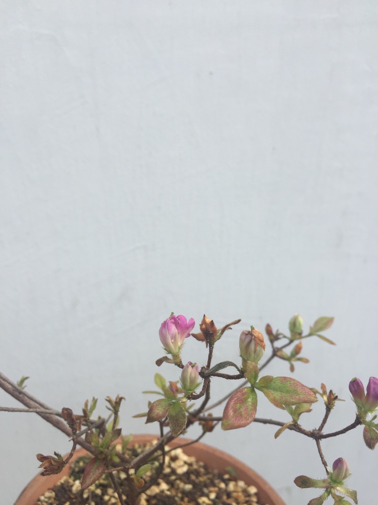9836A36A-A630-483A-B2FF-10D2699A2CA1.jpeg