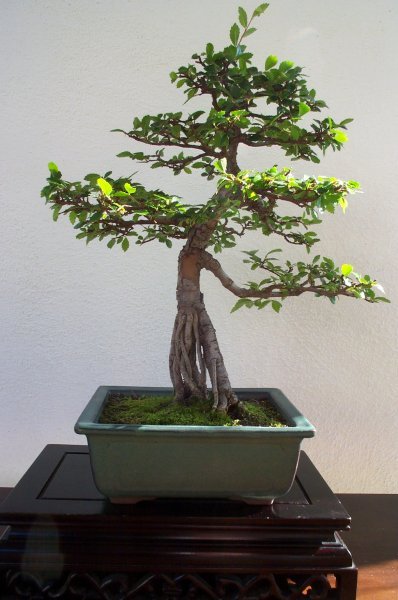model-lang.jpg