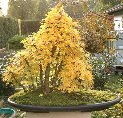 feldahorn_2000_wald_herbst2003_10-25jahre.jpg