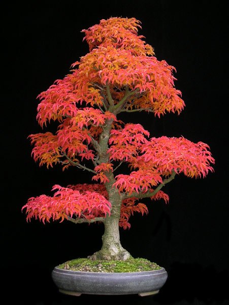 1025200605acershishigashira_179.jpg