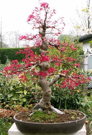 acer_palmatum_seigend.jpg