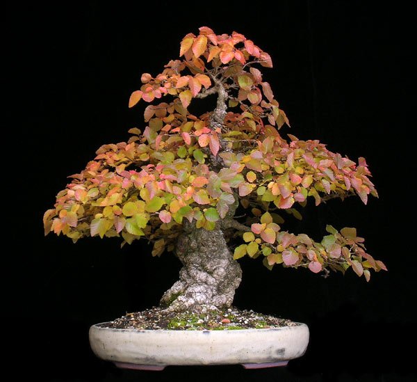 1025200613carpinus-coreana_589.jpg