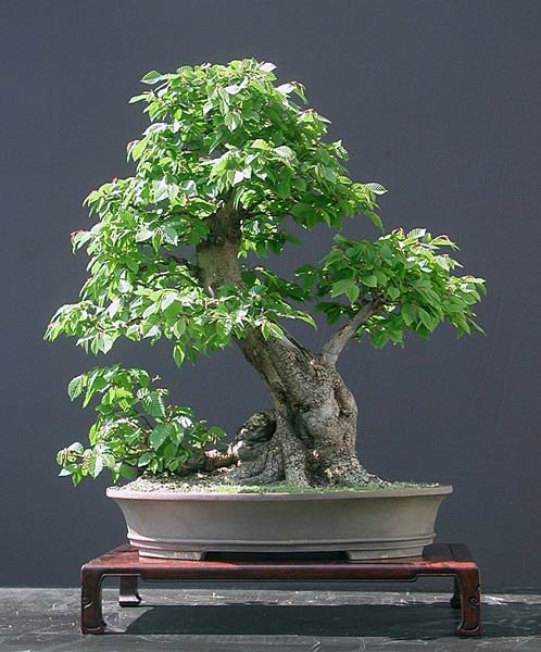 hainbuche-walter-ftopic827.jpg