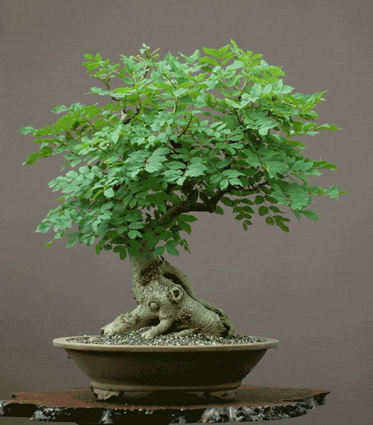 esche-fraxinus-excelsior-walter-ftopic3853.gif