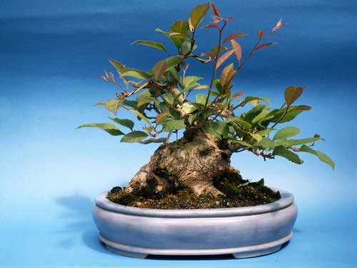 ilex_123.jpg