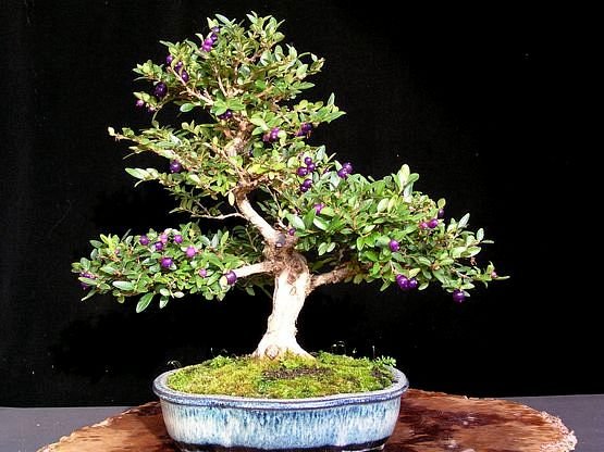 lonicera_127.jpg