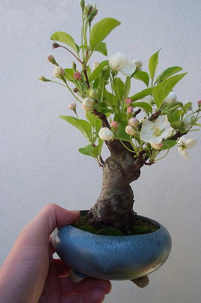 malus_184_429_1.jpg
