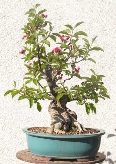 malus1_679.jpg