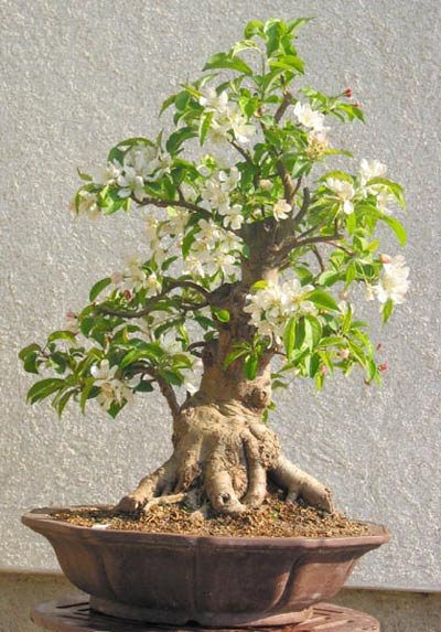 malus5.jpg
