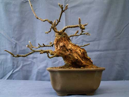 apfel1_1.2007.jpg