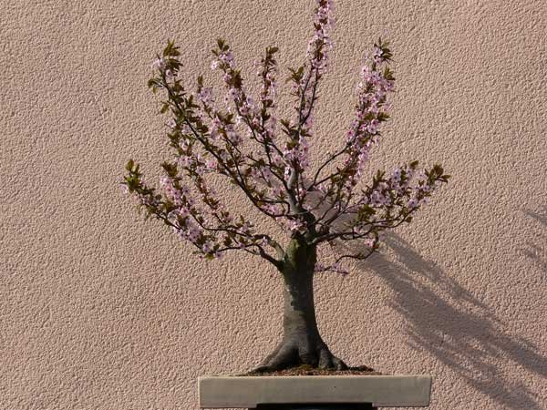 blutpflaume_617.jpg