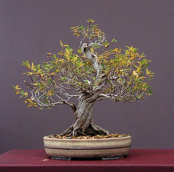 punica-granatum-waletr-ftopic1801.jpg