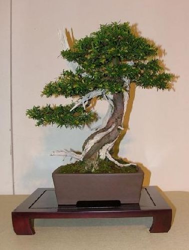 Taxus Yannick.jpg