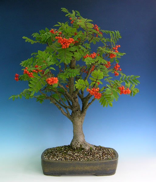0816200601sorbus_163.jpg