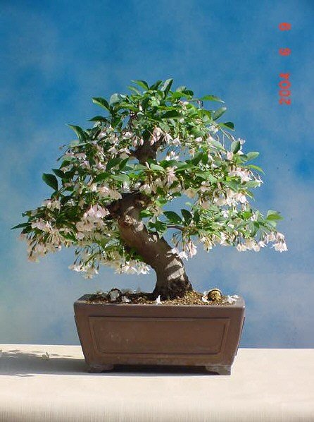styrax-juergen-ftopic1108.jpg
