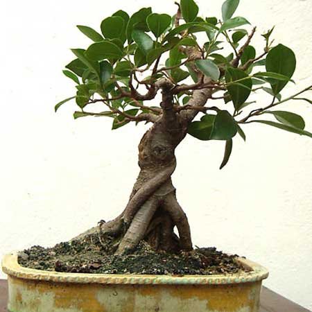 ficus2006.jpg