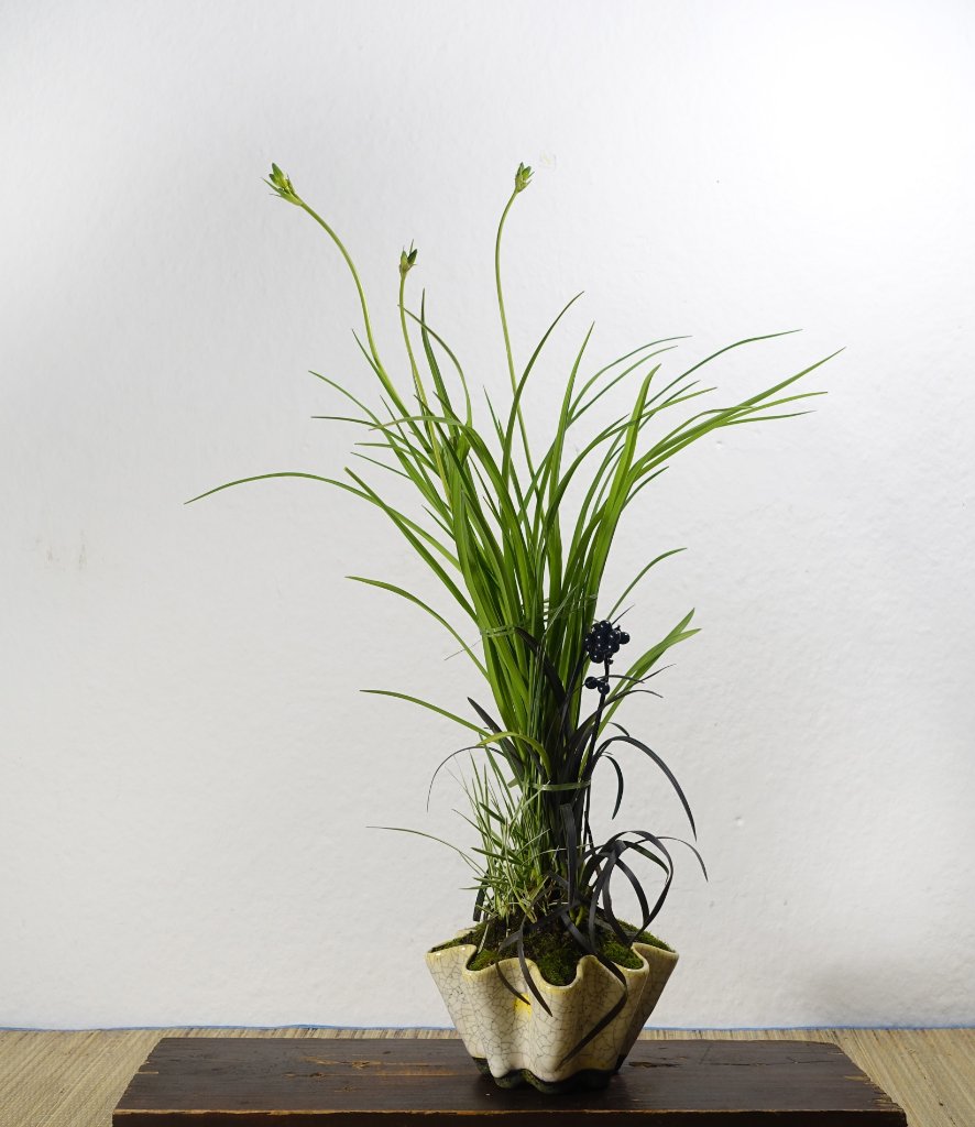 Zwerg-Taglilie Hemerocallis minor, Weißbuntes Zittergras Briza media, Schwarzer Schlangenbart Ophiopogon planiscapus 'Nigrescens' <br />Schale Horst Heinzlreiter