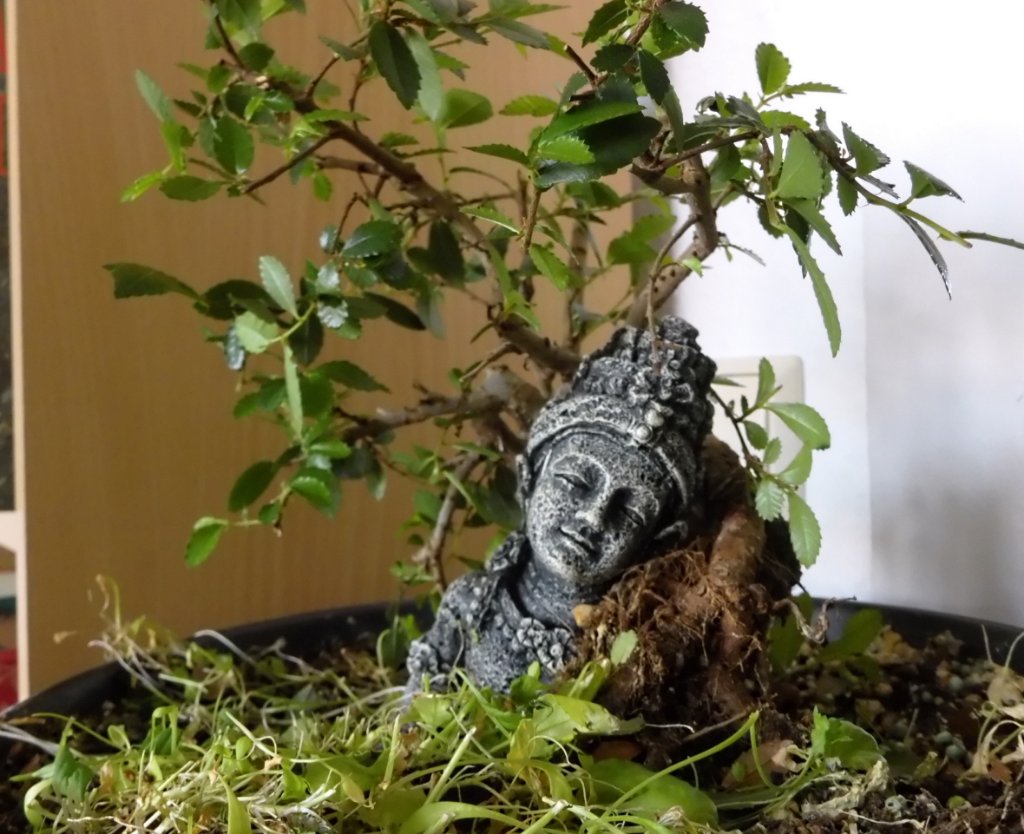 P1090199bnm.JPG