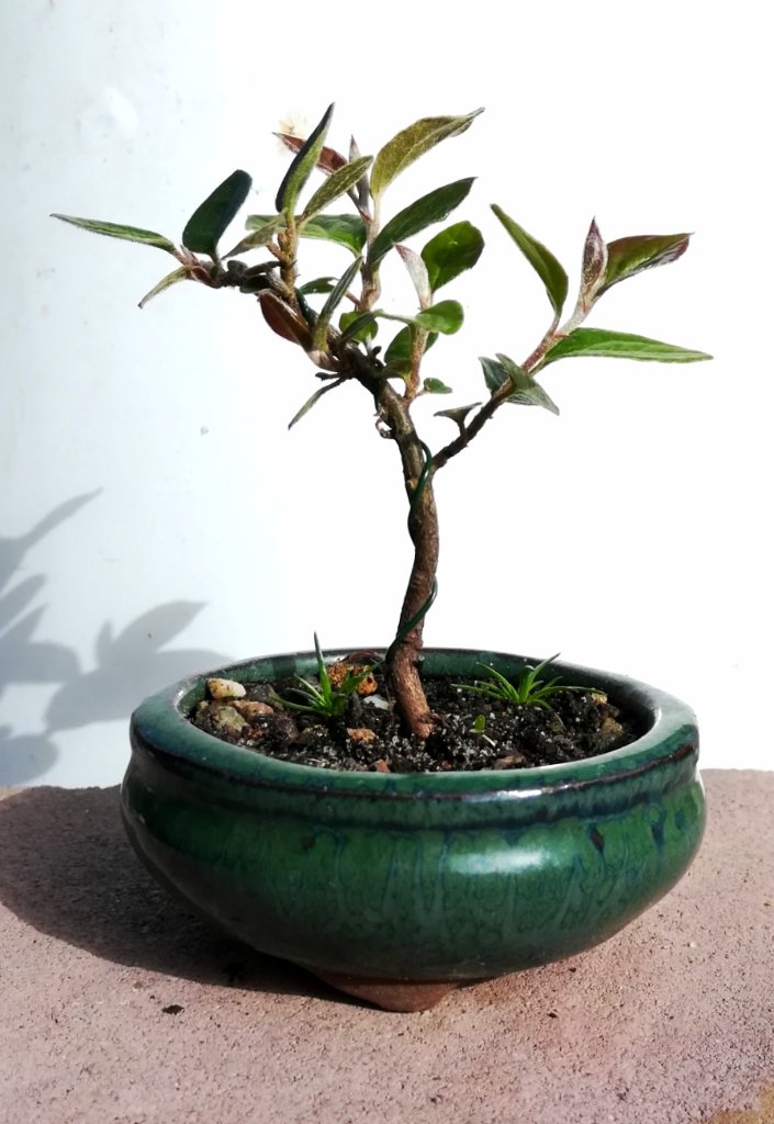 Cotoneaster_divaricatus_#1.jpg